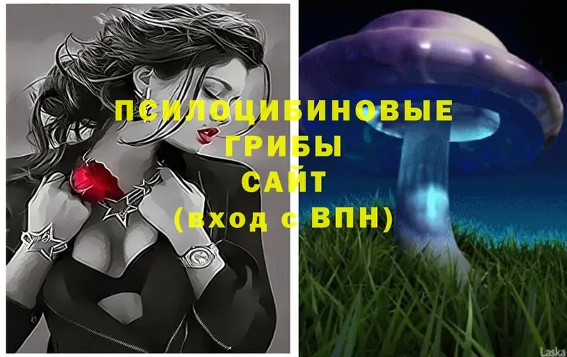 hydra ссылка  сколько стоит  Морозовск  Псилоцибиновые грибы Psilocybe 